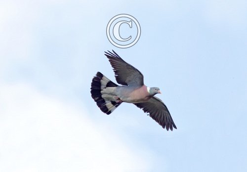 Wood Pigeon in Flight DM1841